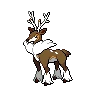 sawsbuck winter
